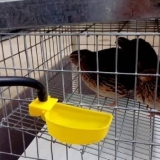 5 Vrsta pojilica za prepelice i kako ih sami napraviti